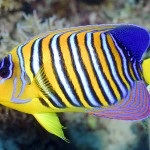 Fauna (lakos) a Vörös-tenger (piros) Fauna (a lakosság) a Vörös-tenger