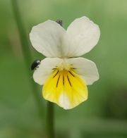 Violet területén - ez (Viola tricolor Tudományos osztályozás) Violet területén - ez
