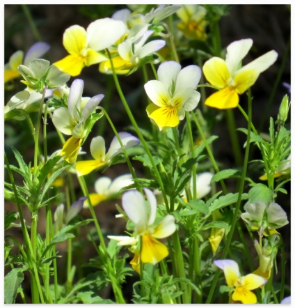 Viola tricolor és Field - leírás, tulajdonságok, alkalmazások