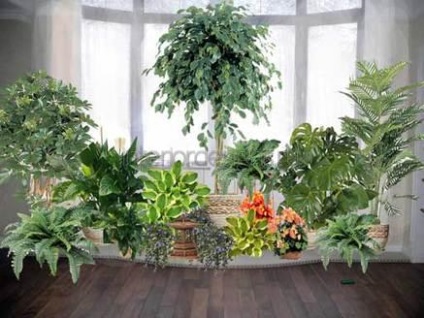 Belső Fitodizájn - az ötlet díszítő élő növények