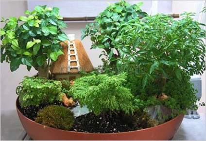 Belső Fitodizájn - az ötlet díszítő élő növények