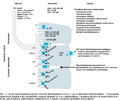 Élettani mechanizmusok bélből történő „hírek” magyar Journal of Gastroenterology,