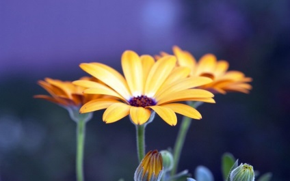Fényképezni virágok, hogyan kell egy tökéletes felvétel, inspiráció ()