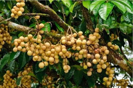 Gyümölcs longkong fotókat növekvő hasznos tulajdonságok, íz