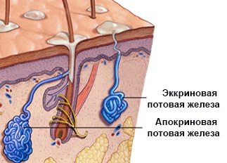 Hidradenitis kezelési különböző módszerekkel, a választ eredetére és a betegségek megelőzésére (kezelés) Hidradenitis kezelési különböző módszerekkel, a választ eredetére és betegség megelőzése