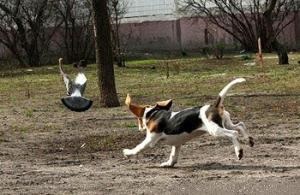Hiperaktivitás kutyák - Állatgyógyászati ​​Központ - dobrovet