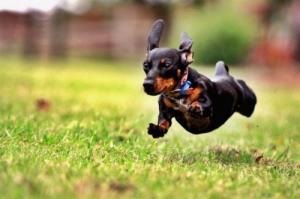 Hiperaktivitás kutyák - Állatgyógyászati ​​Központ - dobrovet