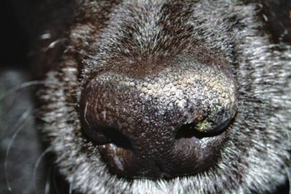 Hyperkeratosis kutyáknál okoz, és a kezelés a betegség