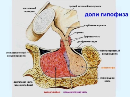 Az agyalapi mirigy az agyban, mi ez, hol van, miért felelős, melynek szerkezete a hormonok