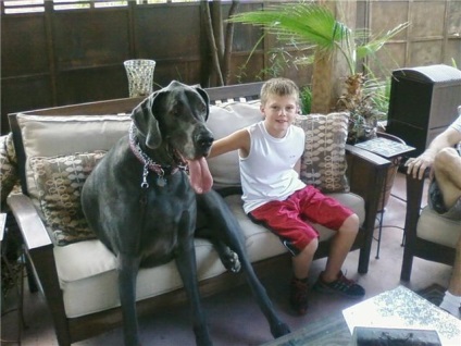 Blue nevű kutya George (George) - a legnagyobb kutya a világon