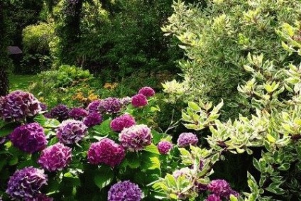 Hortenzia kert kerttervezés, fotó készítmény, nap, nyár rezidens