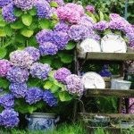 Hortenzia kert kerttervezés, fotó készítmény, nap, nyár rezidens