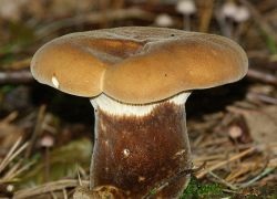 Gomba svinushki - előnyei és hátrányai (gomba) Gomba svinushki - előnyei és hátrányai