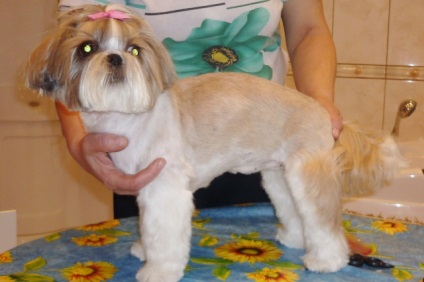 Ápolás Salon az állatorvosi klinika Ápolás Salon az állatorvosi klinika