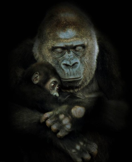 Érdekességek a gorillák (Gorilla) Érdekességek a gorillák