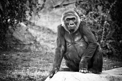 Érdekességek a gorillák (Gorilla) Érdekességek a gorillák