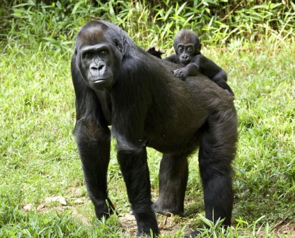Érdekességek a gorillák (Gorilla) Érdekességek a gorillák