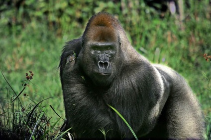 Érdekességek a gorillák (Gorilla) Érdekességek a gorillák