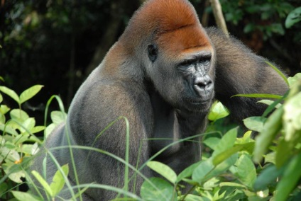 Érdekességek a gorillák (Gorilla) Érdekességek a gorillák