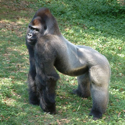 Érdekességek a gorillák
