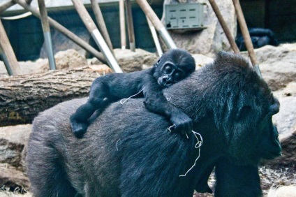 Érdekességek a gorillák