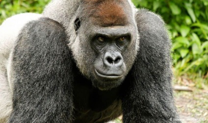 Érdekességek a gorillák (Gorilla) Érdekességek a gorillák