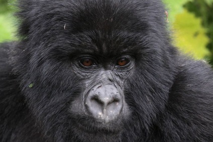 Érdekességek a gorillák (Érdekességek) Érdekességek a gorillák