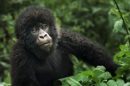 Érdekességek a gorillák (Érdekességek) Érdekességek a gorillák