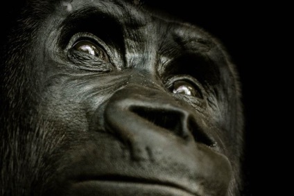 Érdekességek a gorillák (Gorilla) Érdekességek a gorillák
