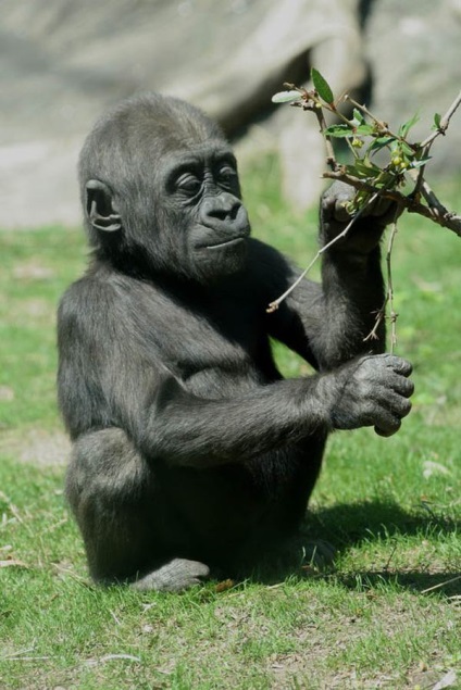 Érdekességek a gorillák (Gorilla) Érdekességek a gorillák