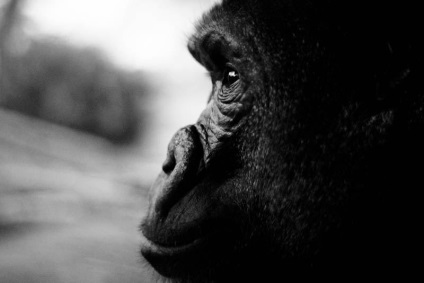Érdekességek a gorillák (Gorilla) Érdekességek a gorillák