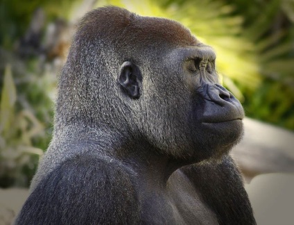 Érdekességek a gorillák (Érdekességek) Érdekességek a gorillák
