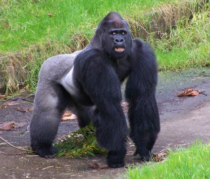 Érdekességek a gorillák