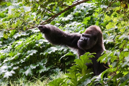 Érdekességek a gorillák (Gorilla) Érdekességek a gorillák
