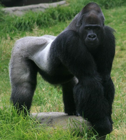 Érdekességek a gorillák (Érdekességek) Érdekességek a gorillák