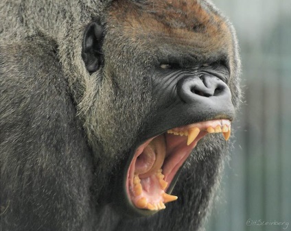 Érdekességek a gorillák (Gorilla) Érdekességek a gorillák