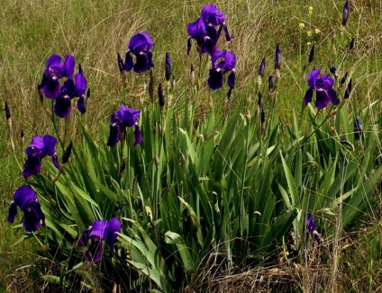 Iris német gyógynövény