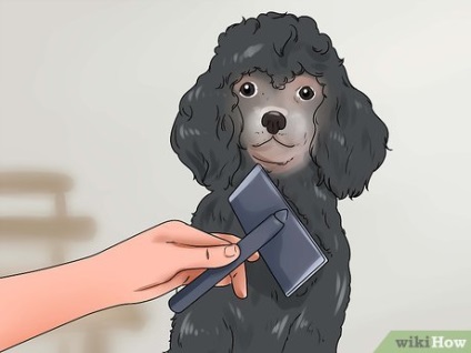 Hogyan lehet egy jó gazda kutyája
