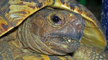 Hogyan erősít a teknős fejét, rögzítési módszerek