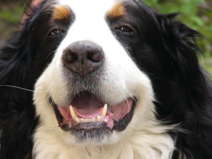 Hogyan tisztítható a kutyák fogait - ellátás és oktatás