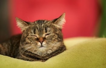 Meddig a macska távolodik az érzéstelenítés kasztrálás után a macskák Relief Fund