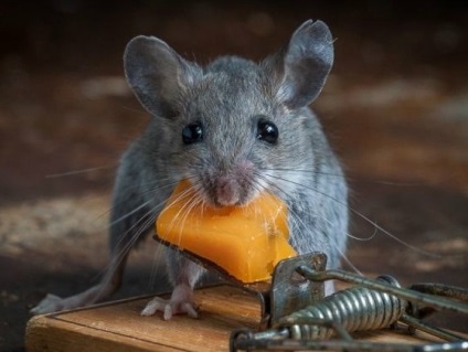 Hogyan lehet megszabadulni a szag az egerek lakás