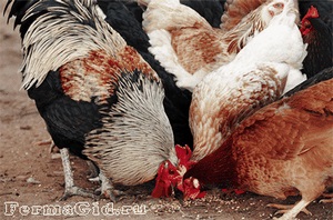 Hogyan takarmány csirkék, hogy készítsen egy csomó tojás - a tenyész- -ha () - endif - cikkek Directory