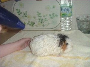 Ahogy fürdést tengerimalac (tengeri) Hogyan fürödni egy tengerimalac