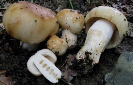 Hogyan pácolt gombát gébfélékre hogy finom volt