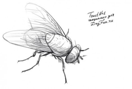 Hogyan kell felhívni a fly ceruza szakaszában (szakaszaiban) Hogyan kell felhívni a ceruzát légy szakaszokban
