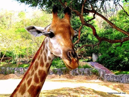 Milyen színű a nyelv egy zsiráf