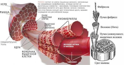 Hogy van a szabályozás a szív (folyamatban) Hogy van a szabályozás a szív