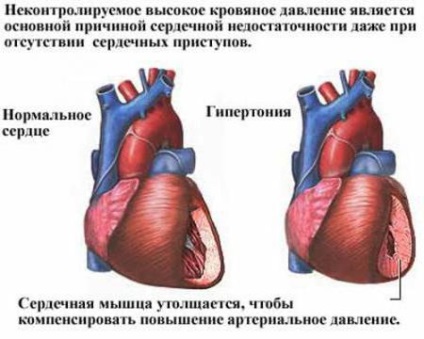 Hogy van a szabályozás a szív