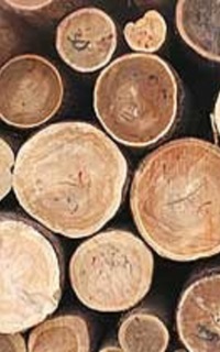 Hogyan lehet megkülönböztetni a fa - nézd meg a főbb felhasznált faanyag